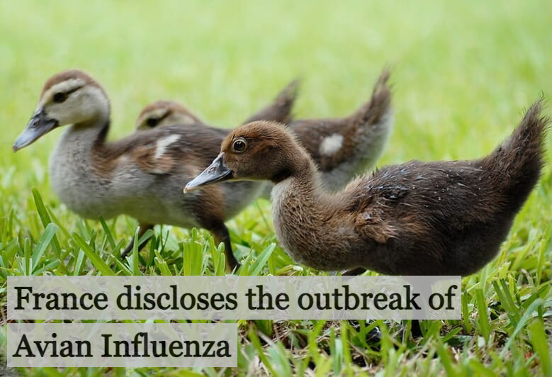 avian-influenza-outbreaks-in-france